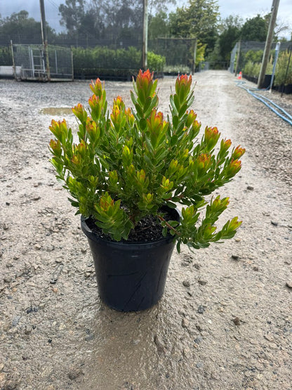 Leucadendron x hybrida 'Sundance'