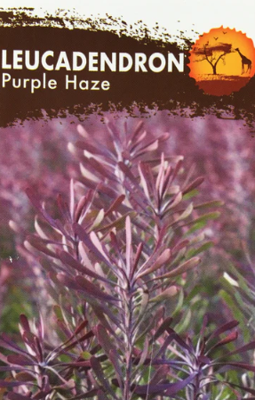 Leucadendron galpinii Purple Haze