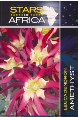 Leucadendron salignum Amethyst