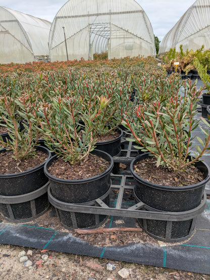 Leucadendron salignum Devils Blush