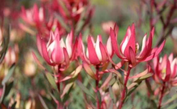 Leucadendron salignum Strawberries and Cream