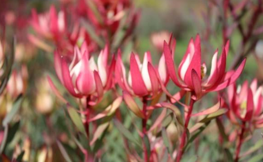 Leucadendron salignum Strawberries and Cream