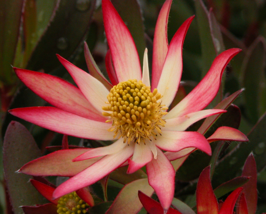 Leucadendron salignum Superstar