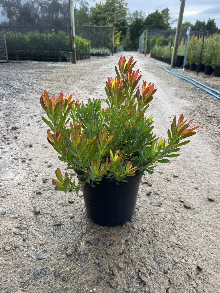 the plant broker