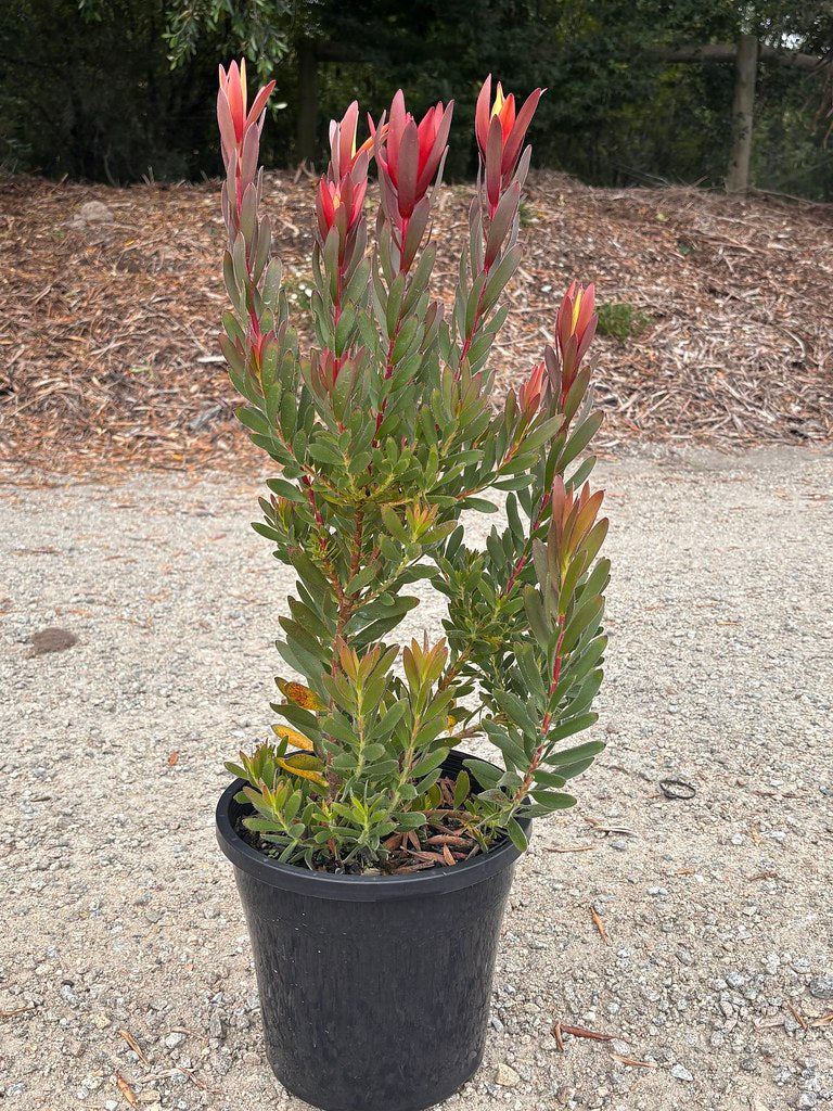 the plant broker
