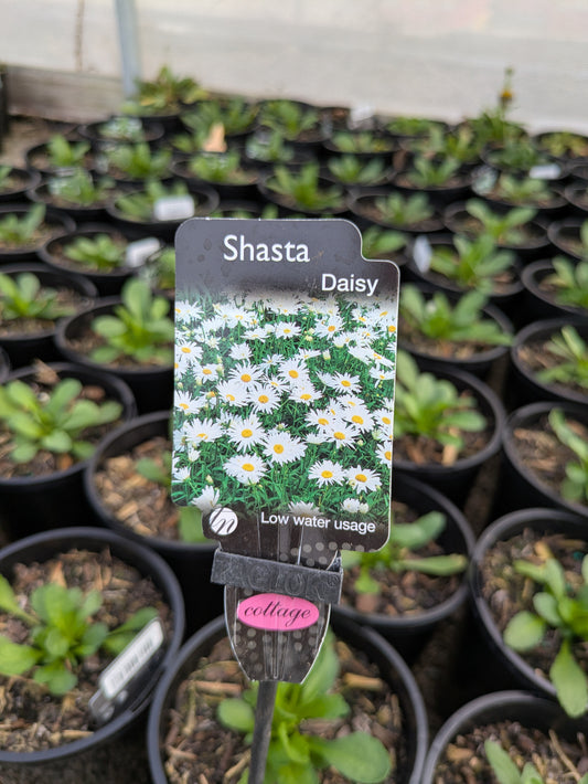 Leucanthemum Darling Daisy