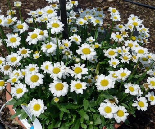 Leucanthemum Darling Daisy