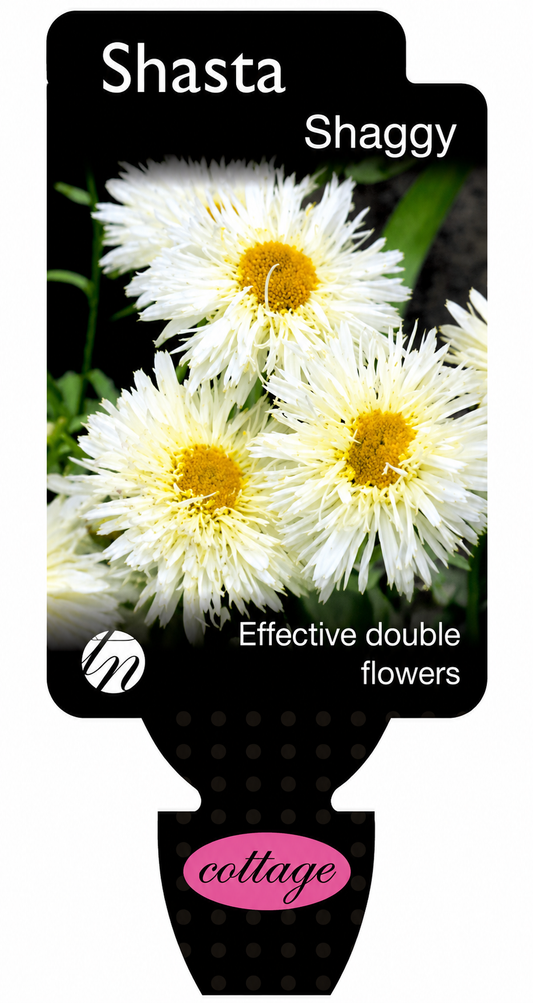 Leucanthemum x. superbum Shasta Daisy - Shaggy