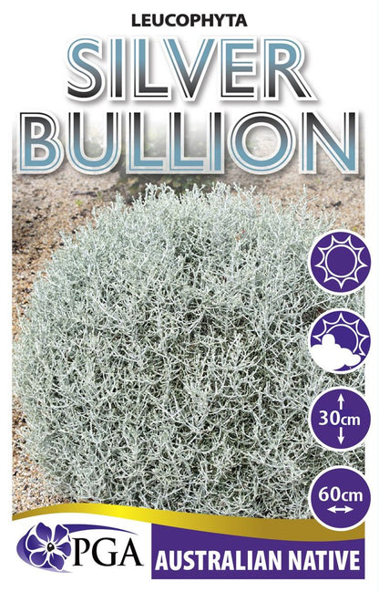 Leucophyta ‘Silver Bullion’