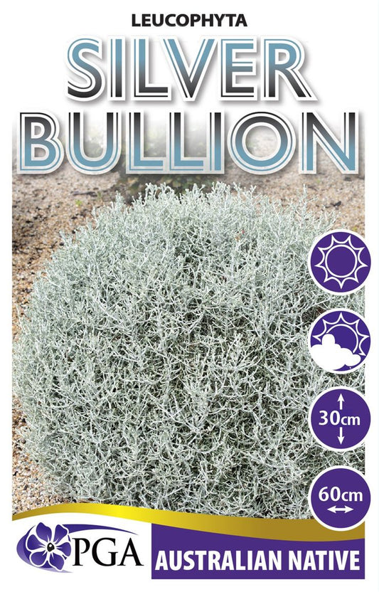 Leucophyta ‘Silver Bullion’