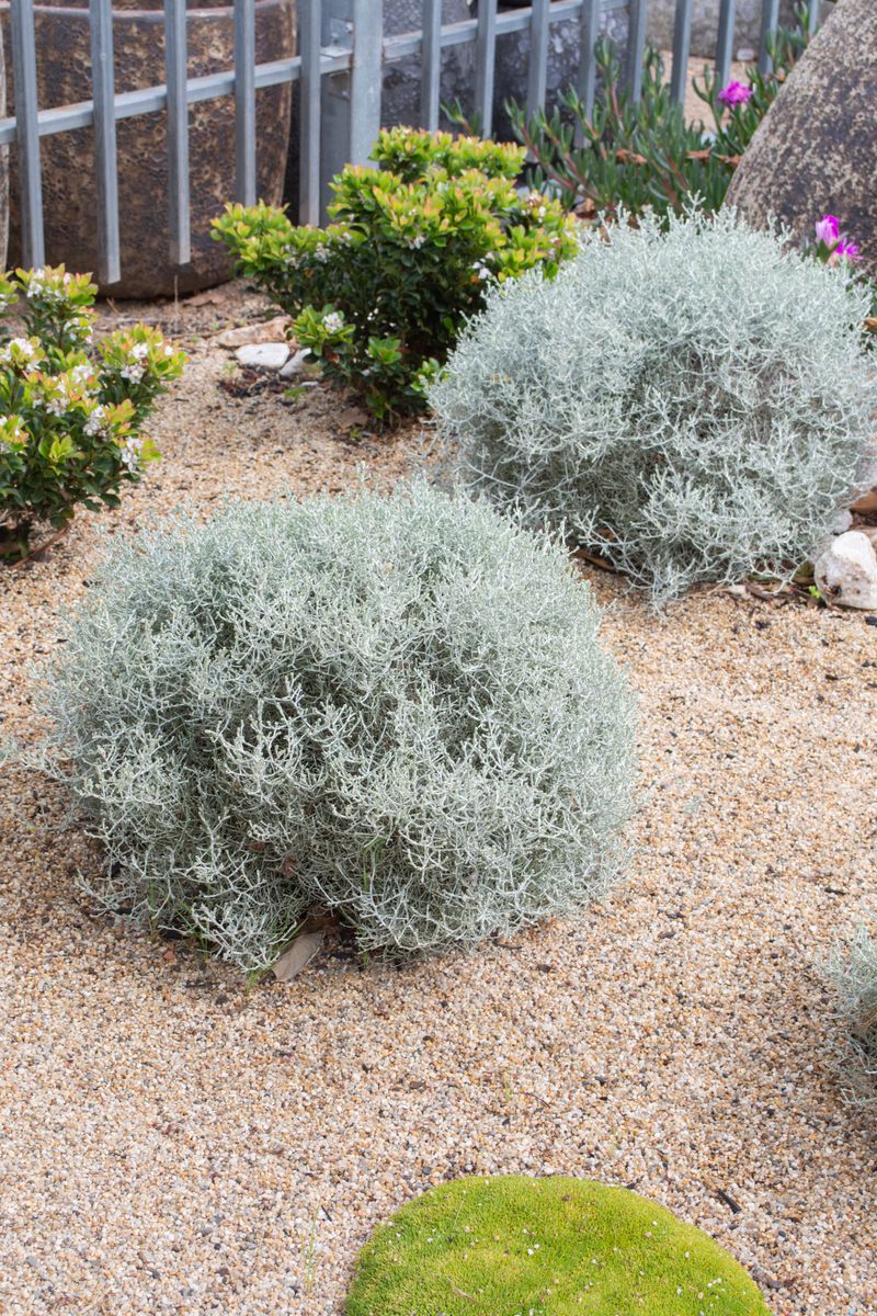 Leucophyta ‘Silver Bullion’