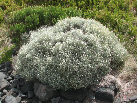 Leucophyta brownii