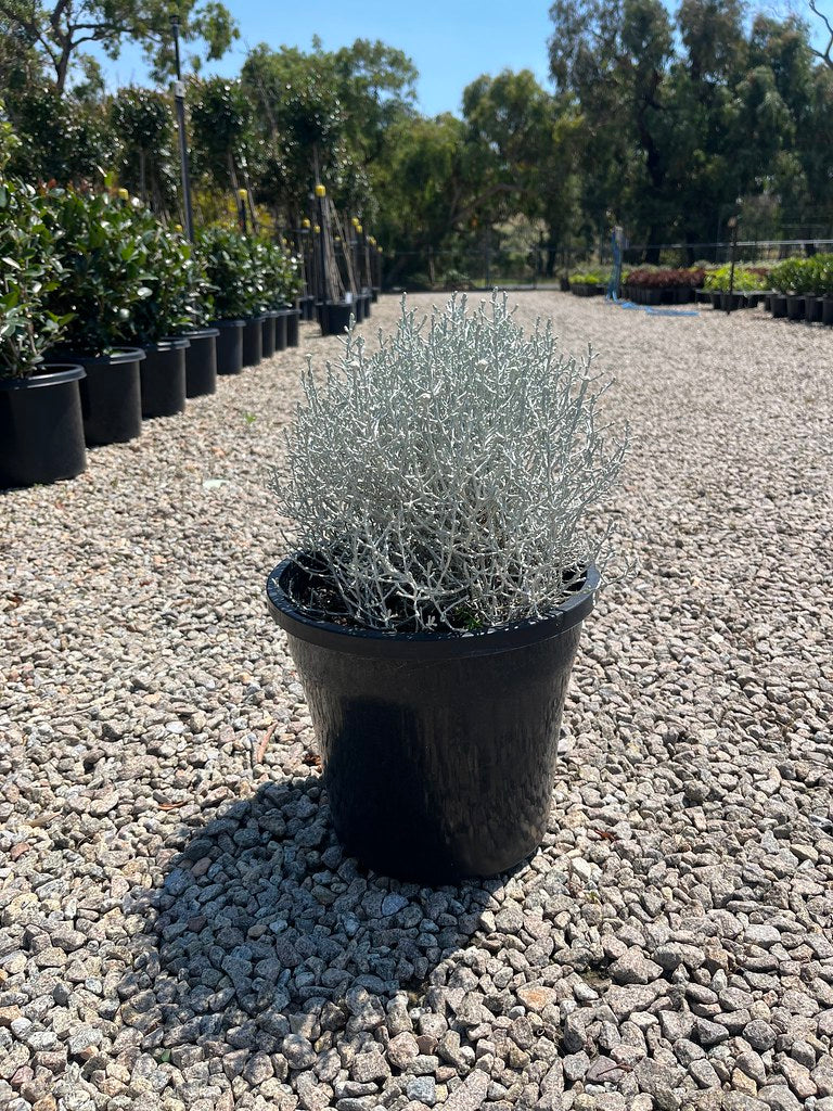 Leucophyta brownii
