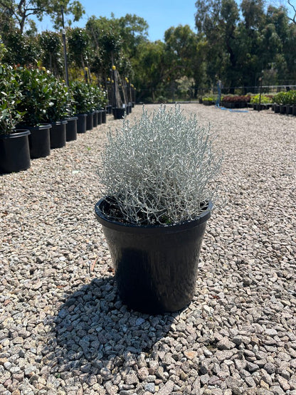 Leucophyta brownii