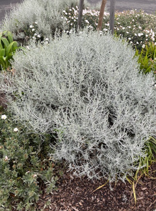 Leucophyta brownii Compacta