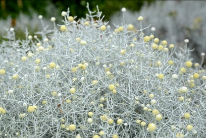 Leucophyta brownii Silver Nugget
