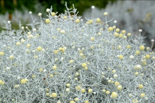 Leucophyta brownii Silver Nugget