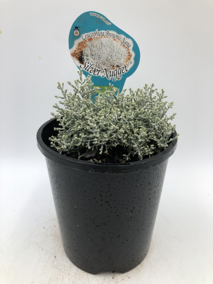 Leucophyta brownii Silver Nugget