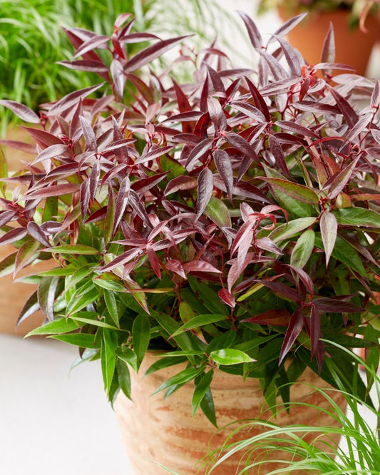 Leucothoe Burning Love