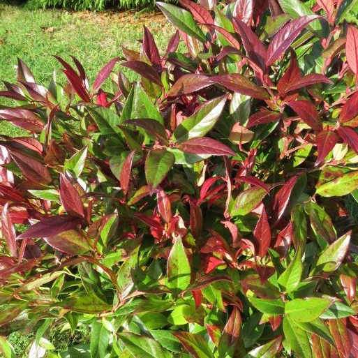 Leucothoe fontanesiana Zeblid Scarletta
