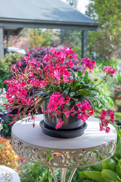 Lewisia ‘SAFIRA® Coral’