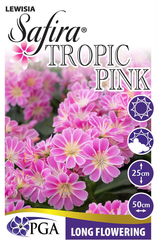 Lewisia ‘SAFIRA® Tropic Pink’