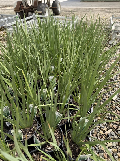 Libertia formosa