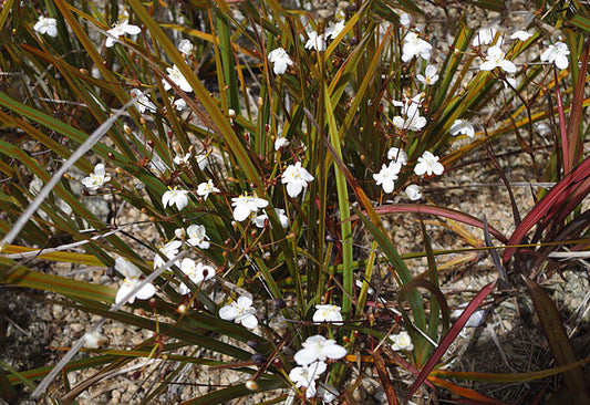 Libertia peregrinans
