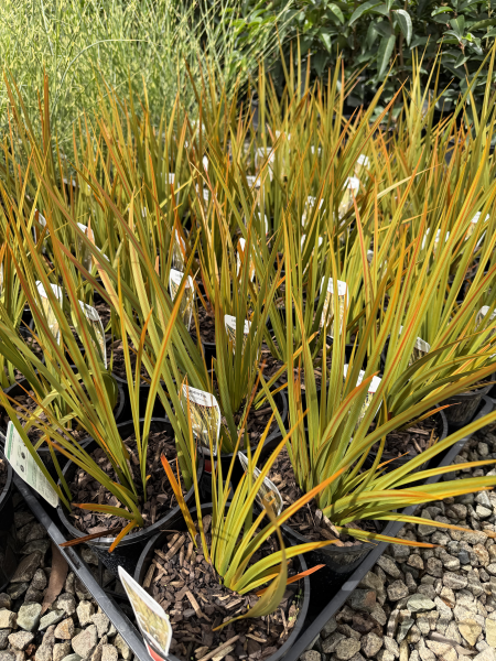Libertia peregrinans