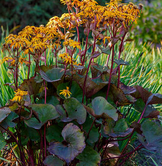 Ligularia dentata Pandora