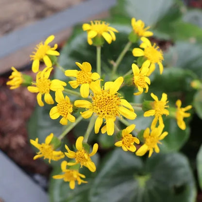 Ligularia reniformis Designer Verde