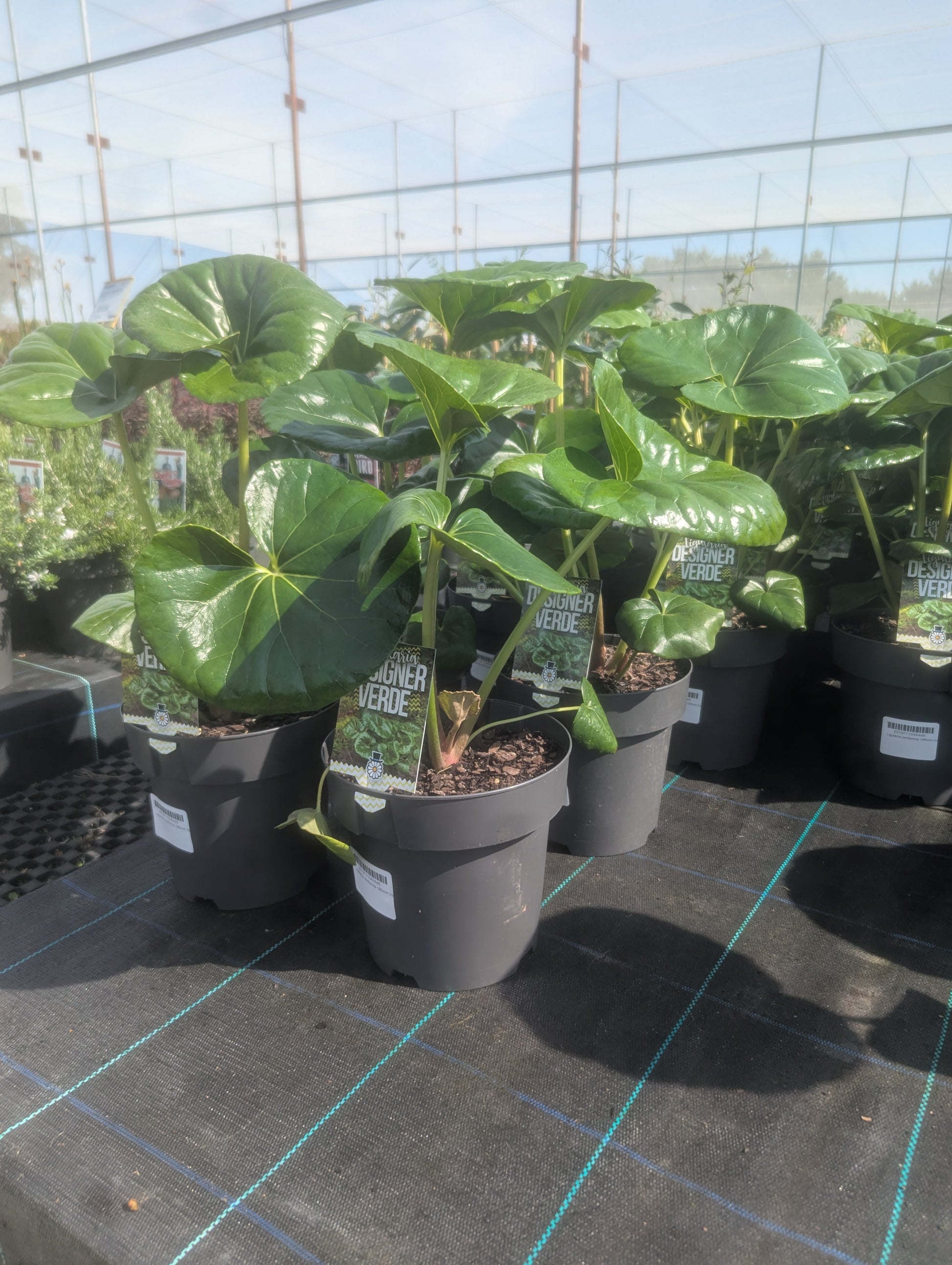 the plant broker