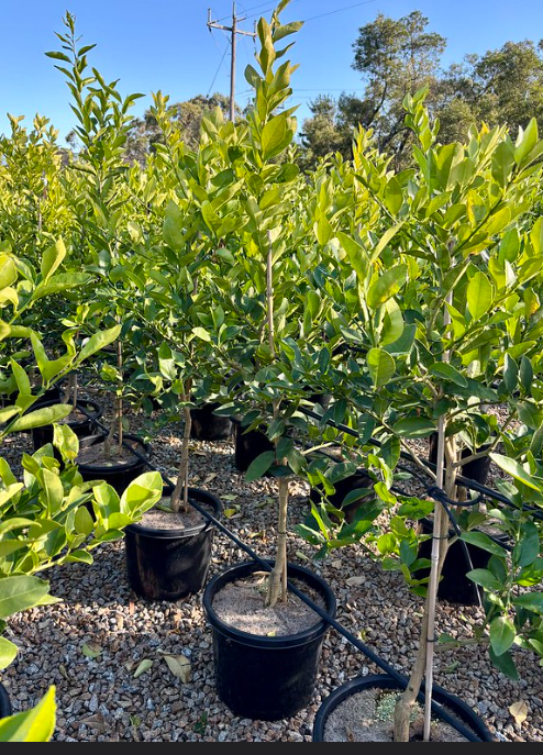 the plant broker