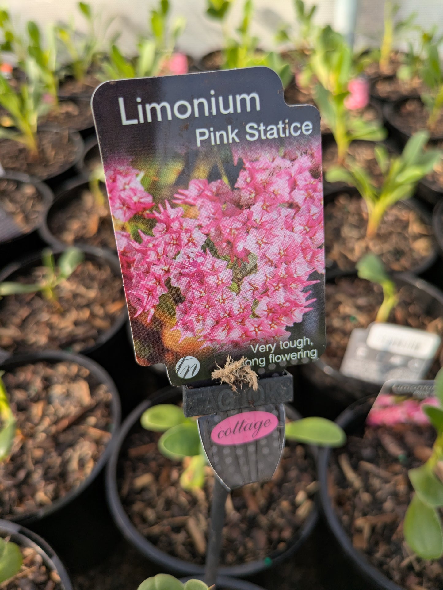 Limonium Pink Statice