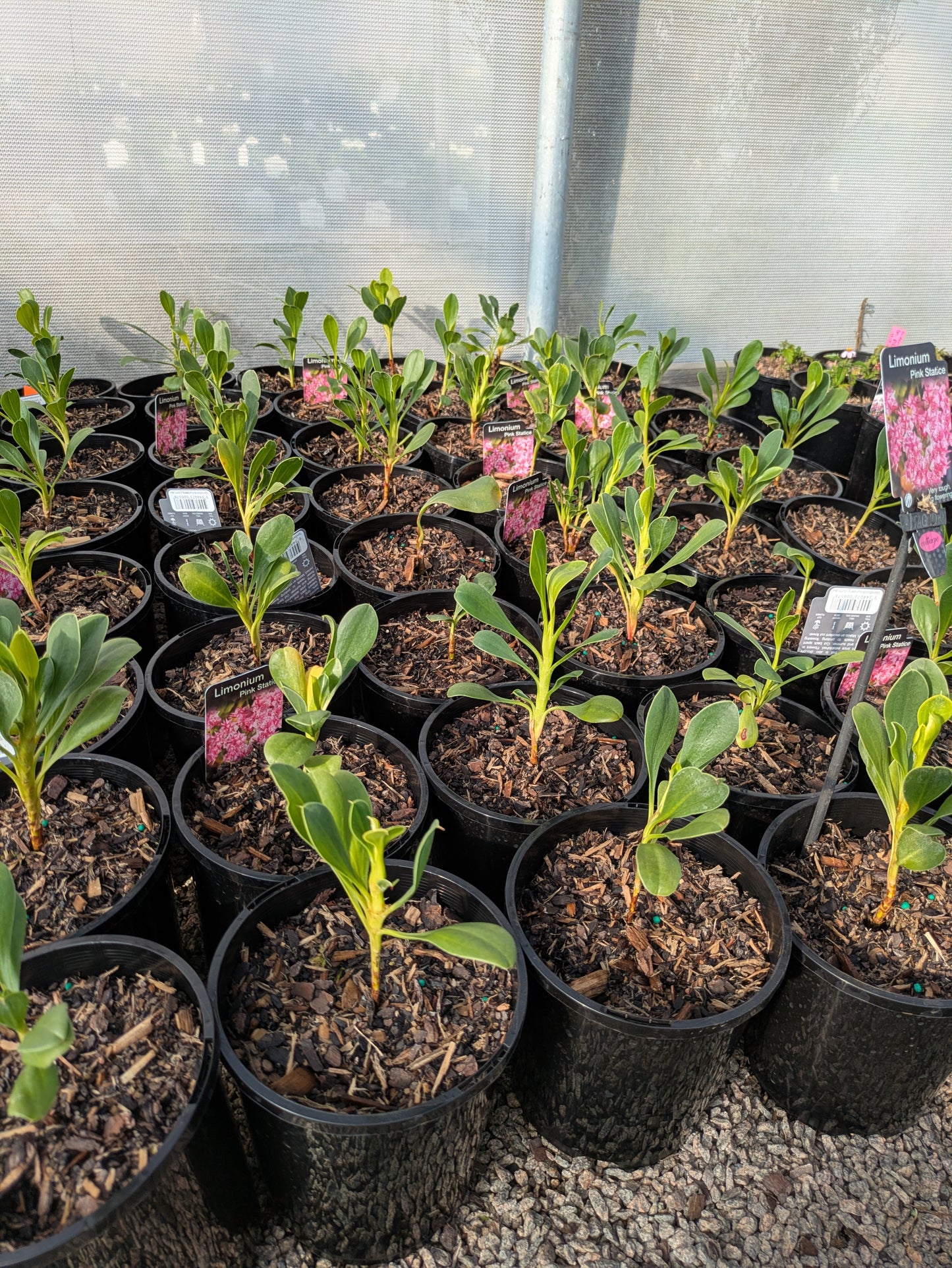 Limonium Pink Statice