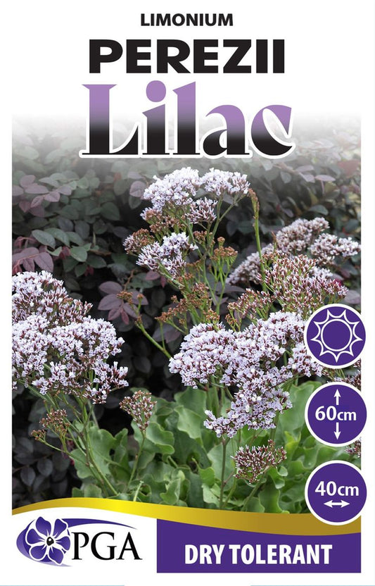 Limonium ‘Perezii Lilac’
