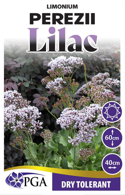 Limonium ‘Perezii Lilac’