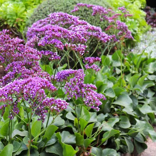 the plant broker