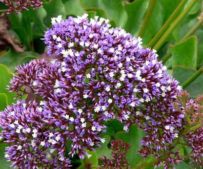 Limonium perezii Blue