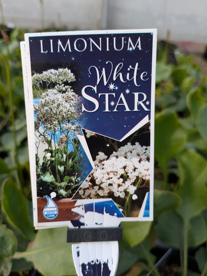 Limonium perezii white Star