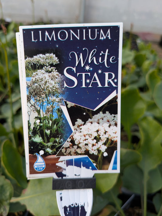 Limonium perezii white Star