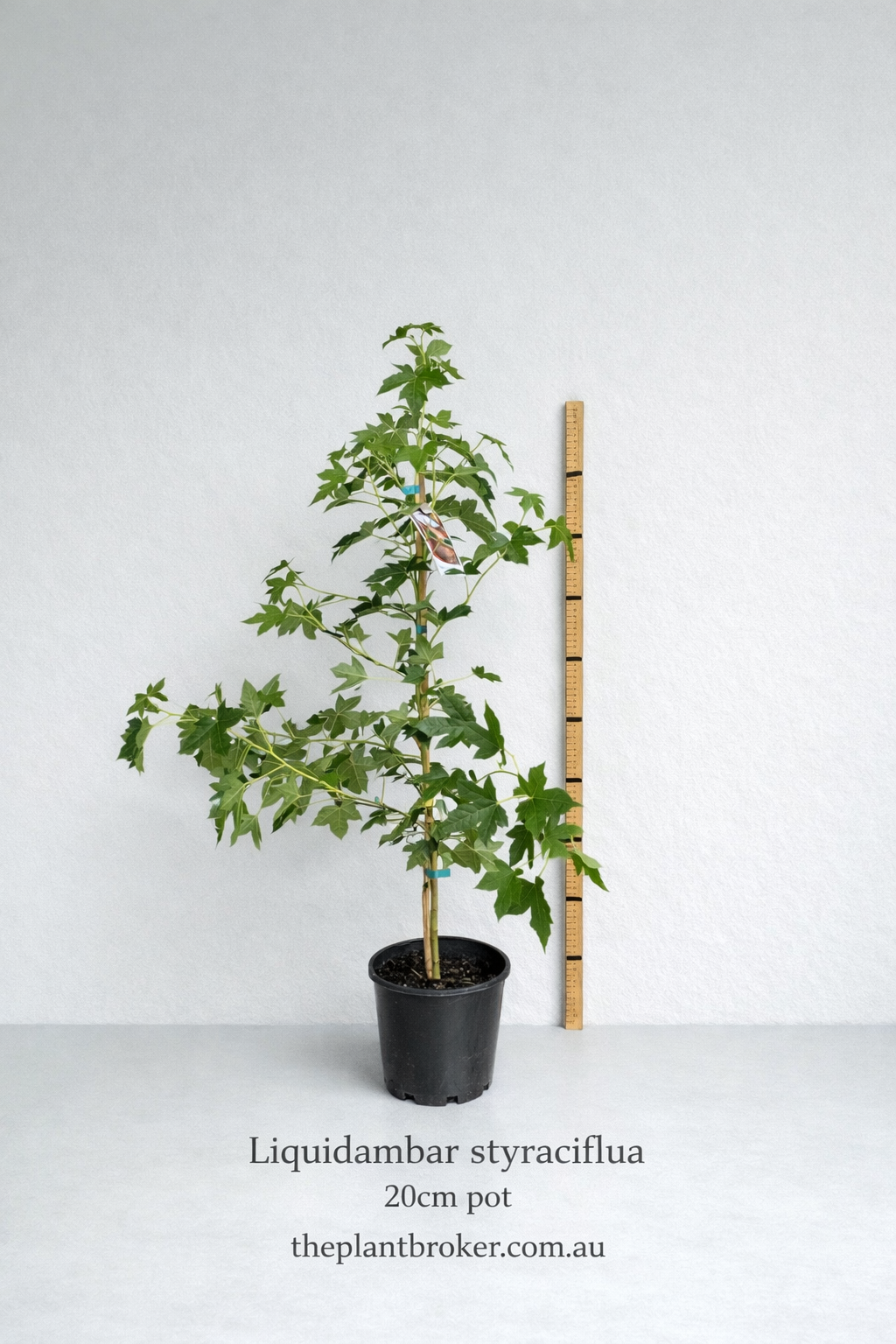 Liquidambar styraciflua