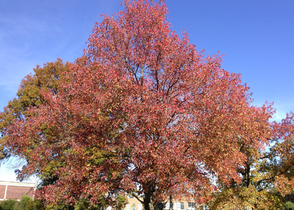 Liquidambar styraciflua