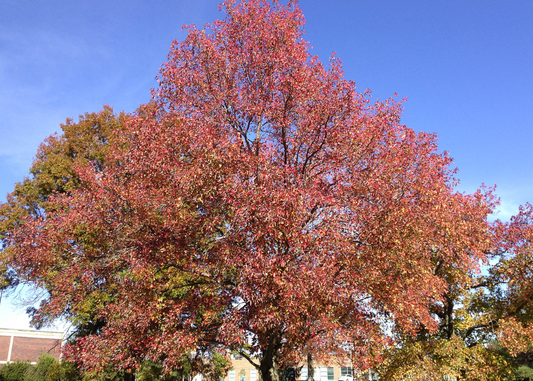 Liquidambar styraciflua