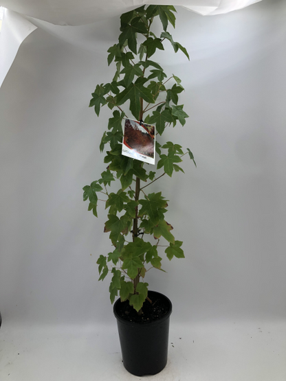 Liquidambar styraciflua