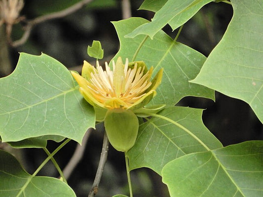 Liriodendron chinense