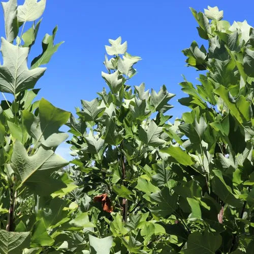 Liriodendron tulipifera