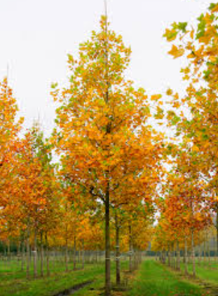 Liriodendron tulipifera