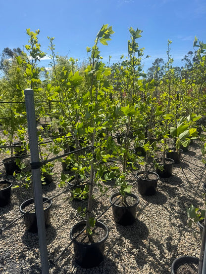 Liriodendron tulipifera