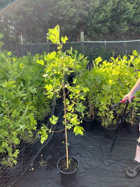 the plant broker